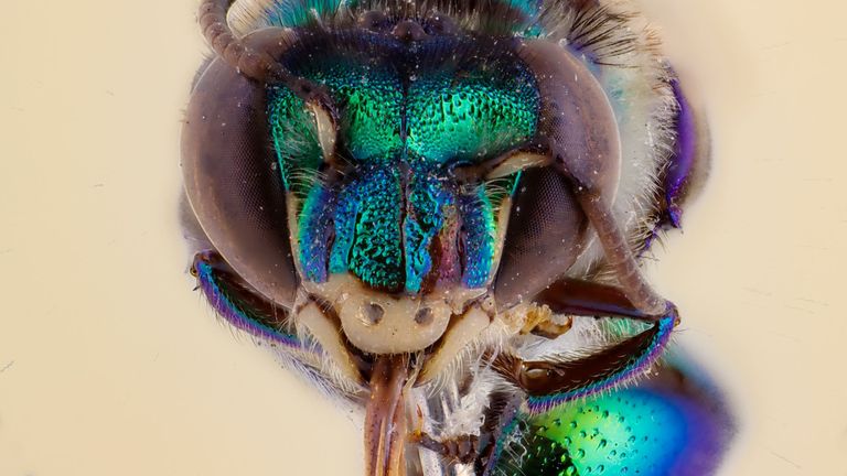 Incredible close-up photos of bees go on display in Liverpool
