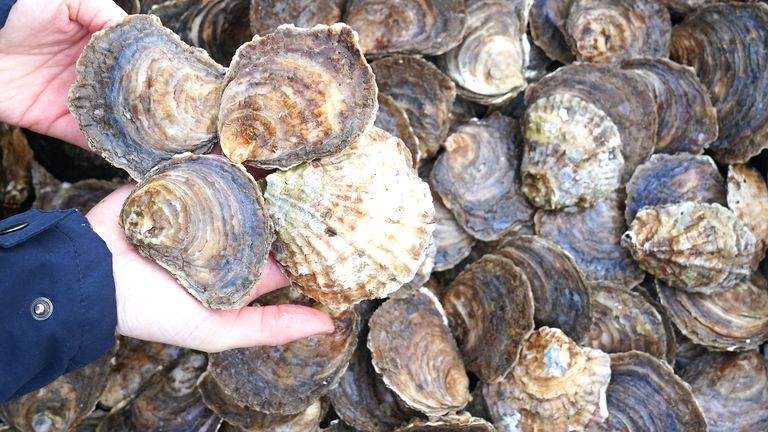 Members of the Wild Oysters Project release the last of the 10,000 molluscs at Sunderland Marina.
Pic:PA