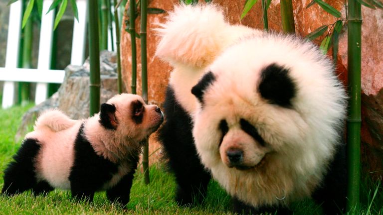 Chow chow dogs, dyed to look like pandas, play at an animal park in Zhengzhou, Henan province, in 2010. Pic: Reuters