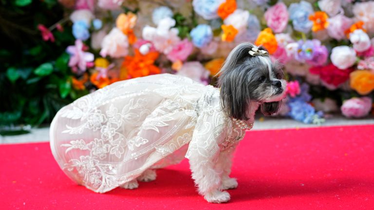 A dog attends the Pet Gala fashion show at AKC Museum of The Dog on Monday, May 20, 2024, in New York. (Photo by Charles Sykes/Invision/AP)