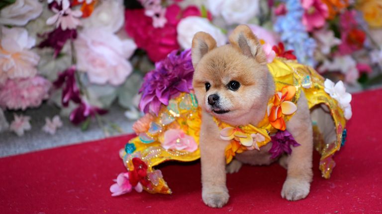 A dog attends the Pet Gala fashion show at AKC Museum of The Dog, Monday, May 20, 2024, in New York. (Photo by Charles Sykes/Invision/AP)