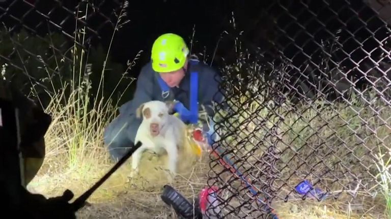 Dog Rescued From Cliff Edge in San Francisco After Spat with Raccoon
