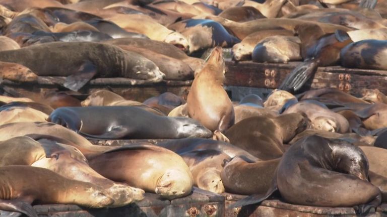 Record number of sea lions have crashed on San Francisco&#39;s Pier 39, the most counted there in 15 years
