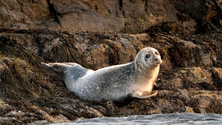 A gray seal basks on a small island in Casco Bay, Tuesday, September 15, 2020, off the coast of Portland, Maine.  Photo: AP Photo/Robert F. Bukaty, file