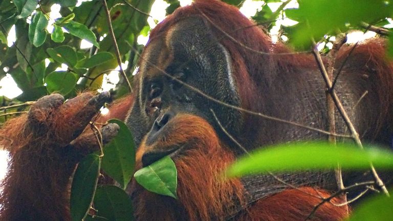 A wild male Sumatran orangutan has been observed chewing the leaves of a climbing plant known as Akar Kuning