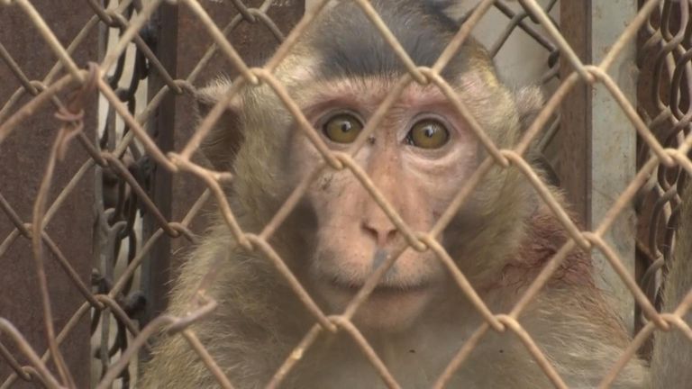 Thai town uses trickery and ripe fruit to trap delinquent monkeys
