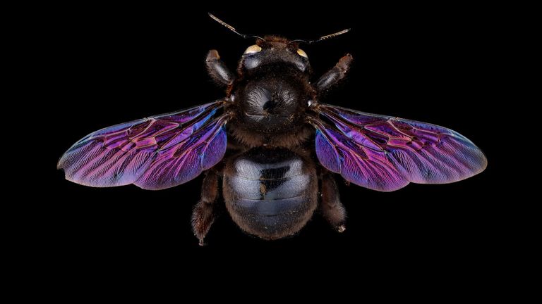 A female violet carpenter bee. Pic: Pete Carr