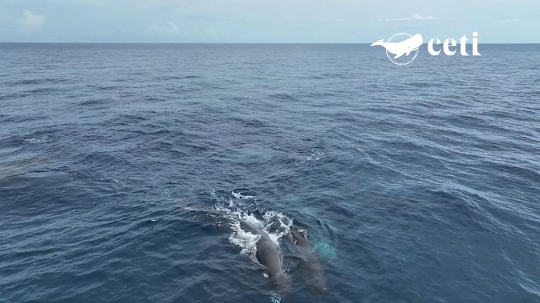 A new report reveals how sperm whales communicate