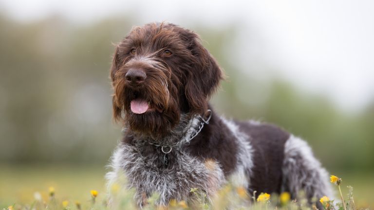 Kristi Noem shot and killed a wire-haired pointer.  File image