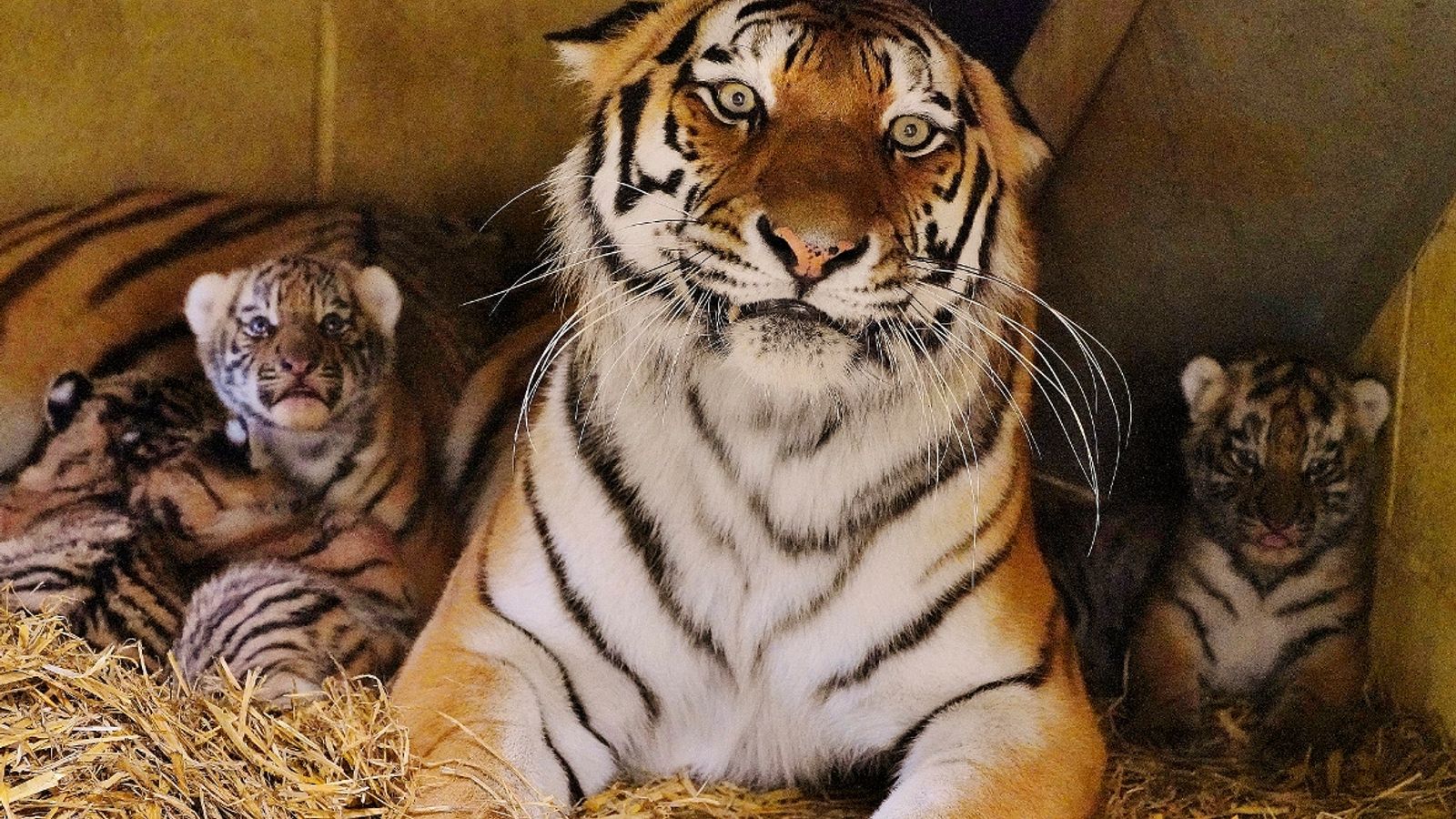 Редки амурски тигърчета „се справят много добре“ в сафари парк Лонглийт