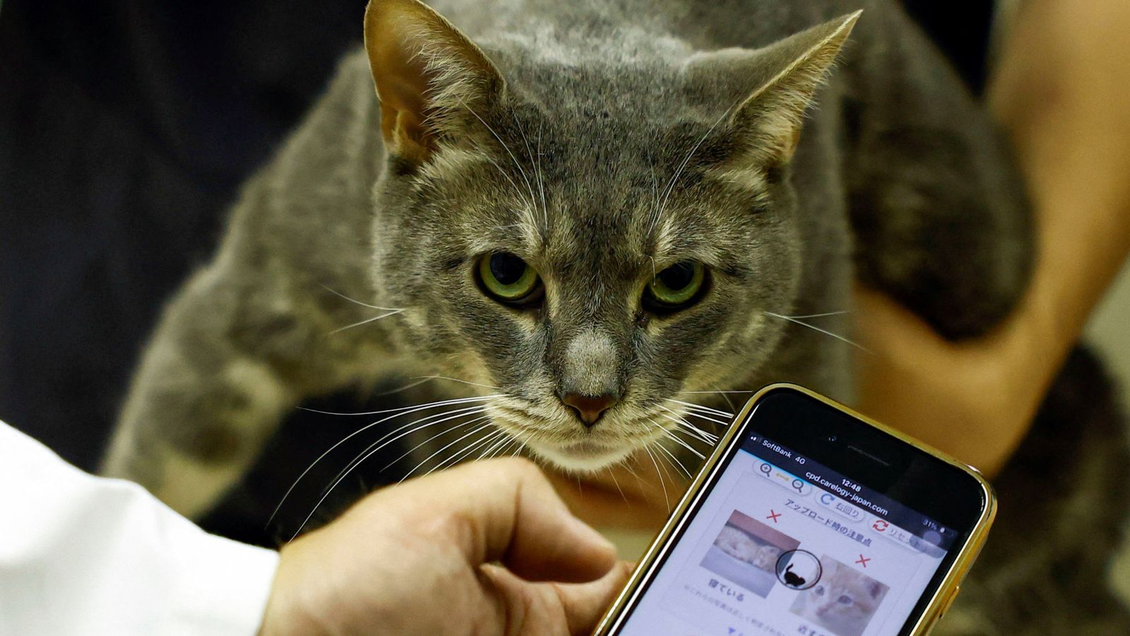 AI can now detect if cats are in pain by scanning feline faces