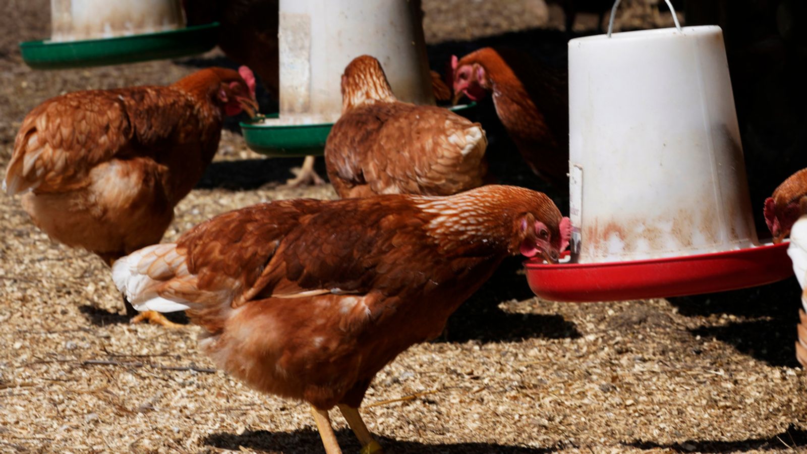 First confirmed human case of bird flu H5N2 has died, says World Health Organisation
