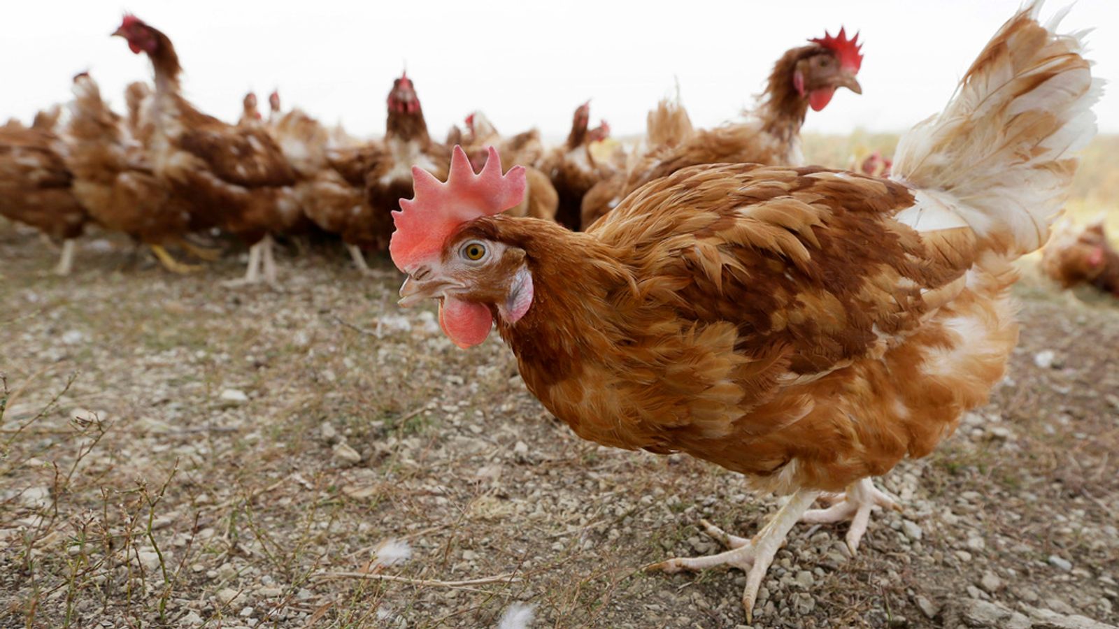 Bird flu outbreak reported in Yorkshire, mass cull of poultry ordered