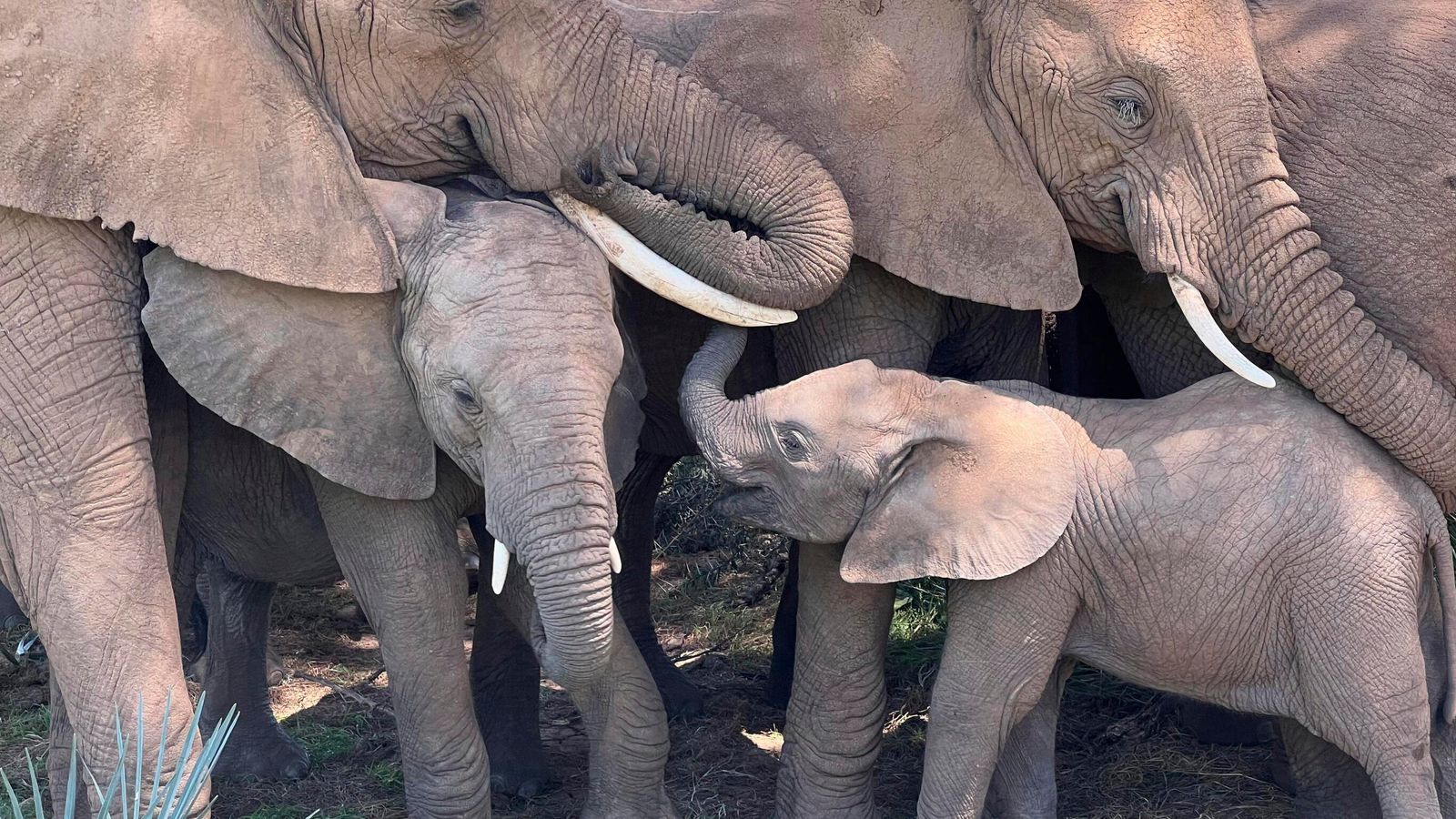 Слоновете си имат прякори един за друг, откриват учените в „наистина вълнуващо“ откритие
