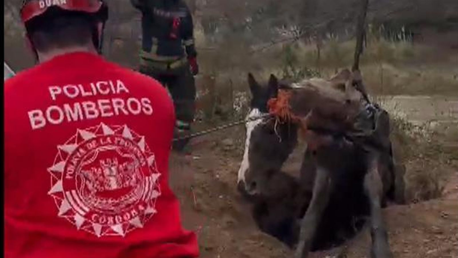 Argentina: Police rescue a horse trapped in a three-metre well | News