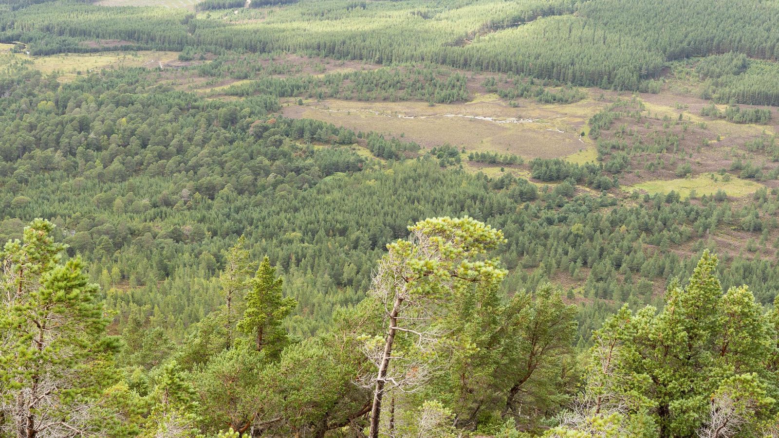 Фотографският проект NatureScot разкрива мащаба на възстановяване на местообитанията в природните резервати Highland