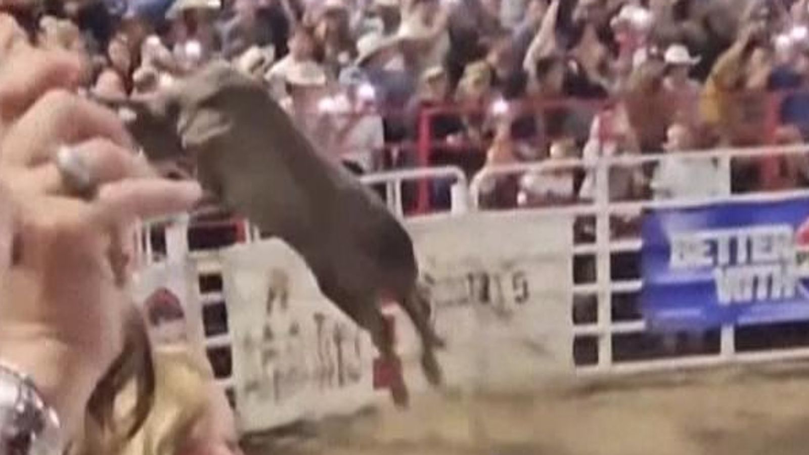 Rodeo bull charges into spectators after leaping over fence