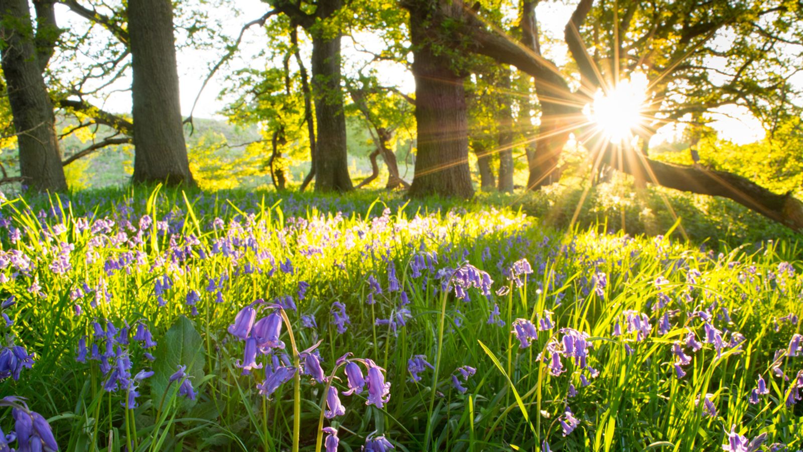 UK had its warmest May and spring on record, Met Office figures show