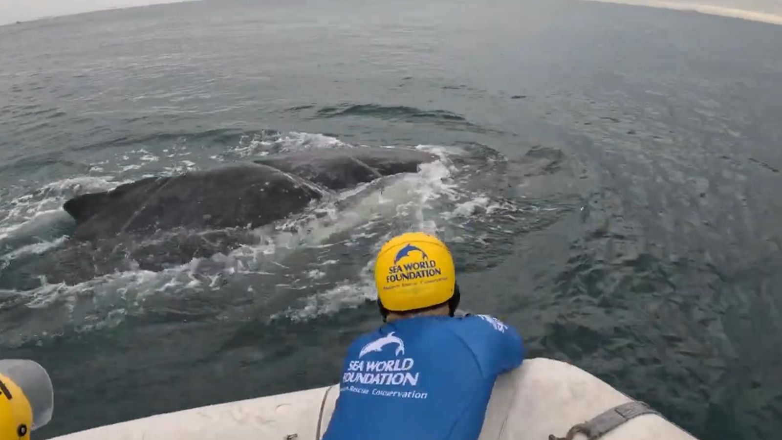 Tangled humpback whale freed after two-day rescue operation in ...