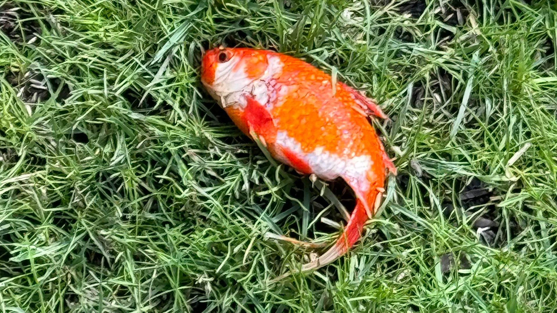 Doctor discovers mystery fish on garden lawn - and keeps as pet