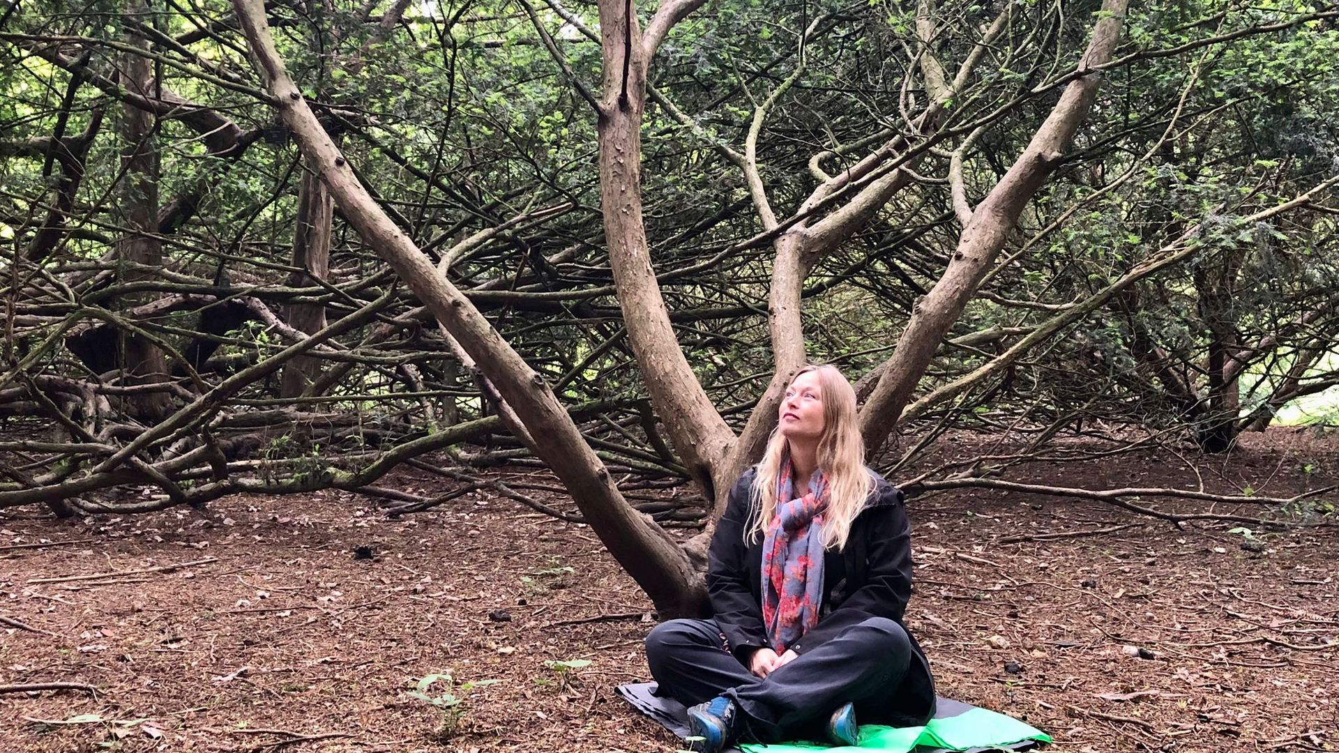 Forest bathers extol benefits of ecotherapy amid mental health crisis