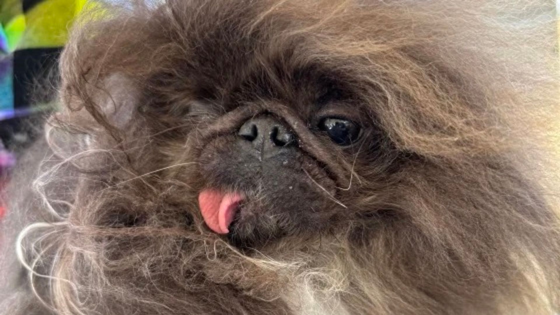 'Ugliest' dog in the world revealed