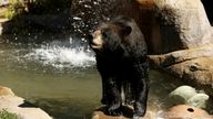 California has suffered its first fatal black bear attack. File pic: Reuters