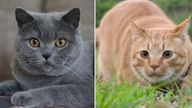 Which cat is in pain? The AI is trained to spot that the one on the left is not in pain whereas the ginger cat on the right is. Pic: Careology