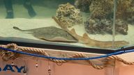 Charlotte the round stingray is pregnant despite not coming into contact with a male for eight years. File pic: AP/Aquarium and Shark Lab by Team ECCO