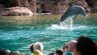 Discovery Cove is an all-inclusive resort where people can interact with marine animals including bottlenose dolphins. Pic: PA