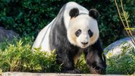 Wang Wang will be heading back to China after failing to mate. Pic: Reuters