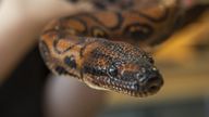 Ronaldo, the 6ft Brazilian rainbow boa. Pic: PA
