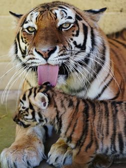 Rare Amur tiger cubs 'doing really well' at Longleat safari park | UK ...