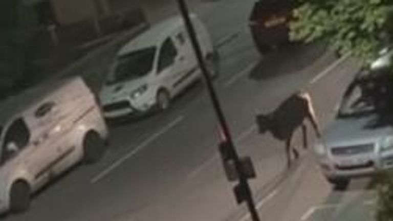 Surrey Police car filmed deliberately driving into cow  | UK News | Sky News