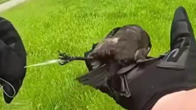 Police officer rescues trapped bird