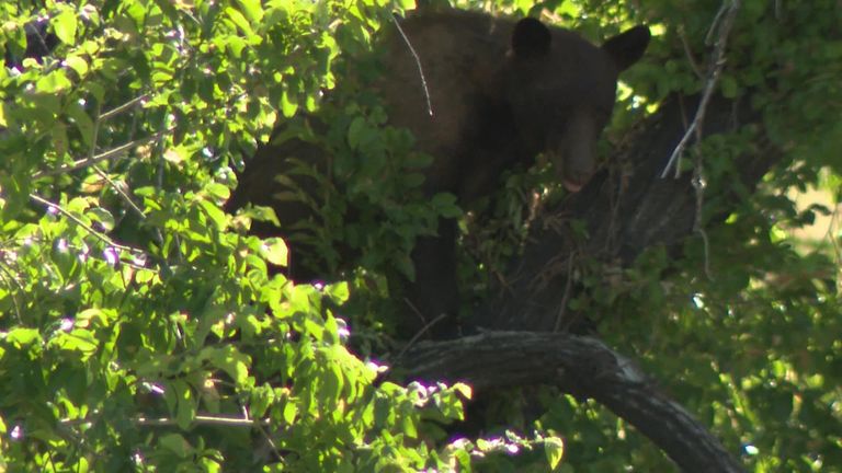 Bear makes itself at home in a neighbourhood tree in Utah