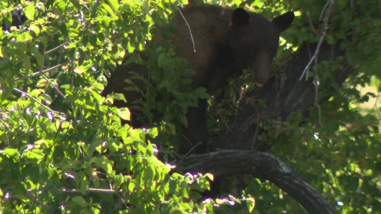 Black bear makes itself at home in a tree in Utah as police tape off ...