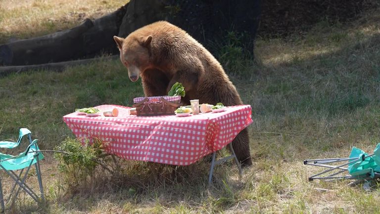 Bears destroy mock campsite