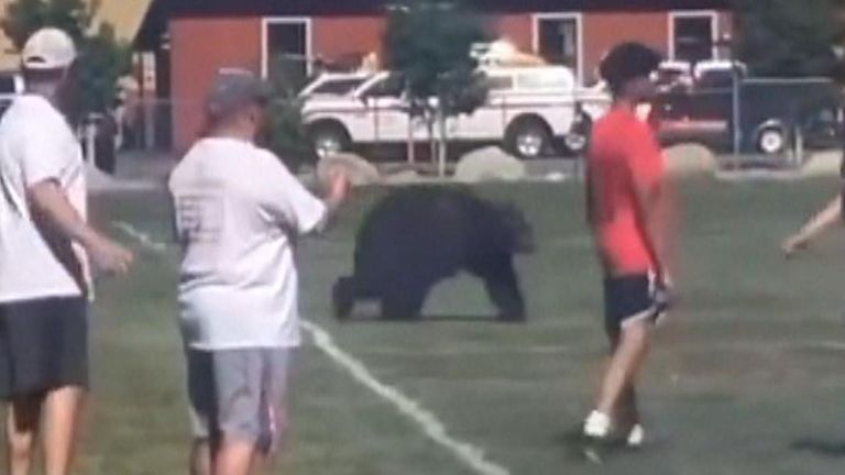Black bear strolls across high school's football training
