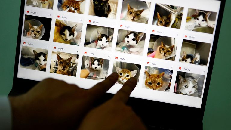 The cat photos used to train the AI app designed to tell when a cat is feeling pain. Pic: Reuters