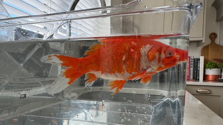 Handout photo dated 01/06/24 of a goldfish which Dr Ben Beska found in his garden. The junior doctor has gone viral on social media after finding a goldfish lying on his grass with 