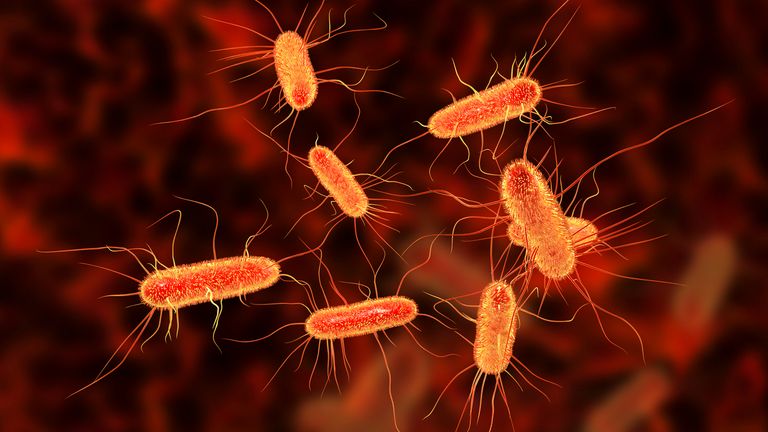 E.coli bacteria. Pic: Dr Microbe/iStock