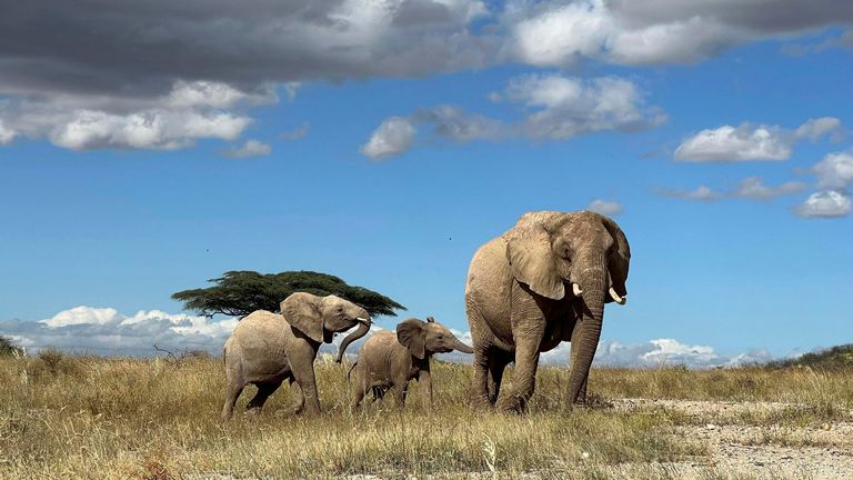 An African elephant matriarch leads her calf away from danger in northern Kenya. Pic: George Wittemyer / AP