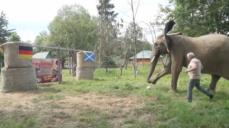 'Oracle' elephant predicts a win for Germany against Scotland in the opening match of Euro 2024