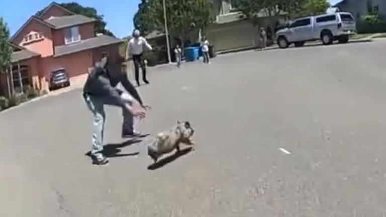 Escaped piglet runs from police