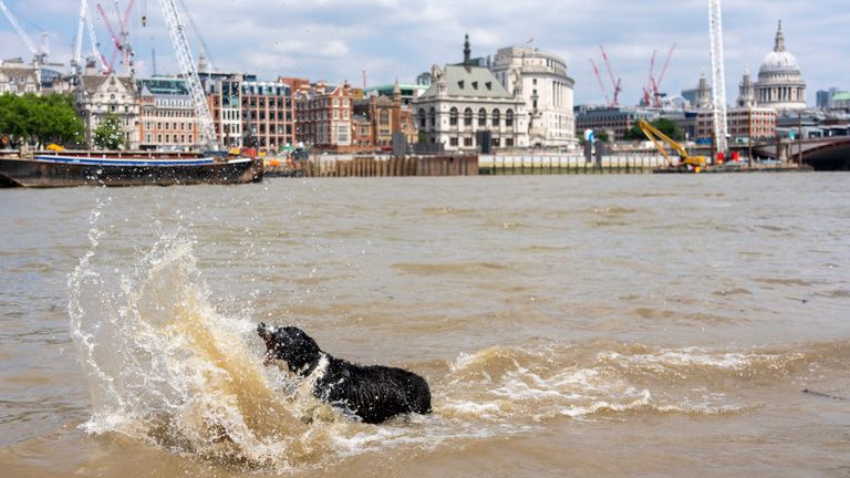 A dog cools off in the River Thames at the South Bank in London. Highs of up to 31C have been forecast for this week as temperatures across the UK continue to rise. Picture date: Monday June 24, 2024. PA Photo. Photo credit should read: Jeff Moore/PA Wire 