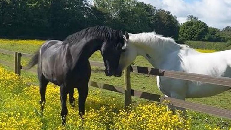 Quaker (left) and Vida. Pic: MOD