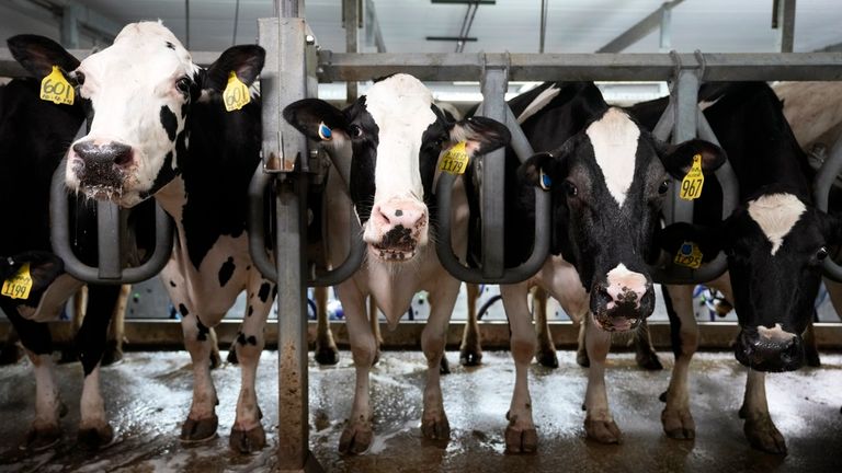 Dairy cows have been infected with H5N1 bird flu in multiple US states this year. Pic: AP