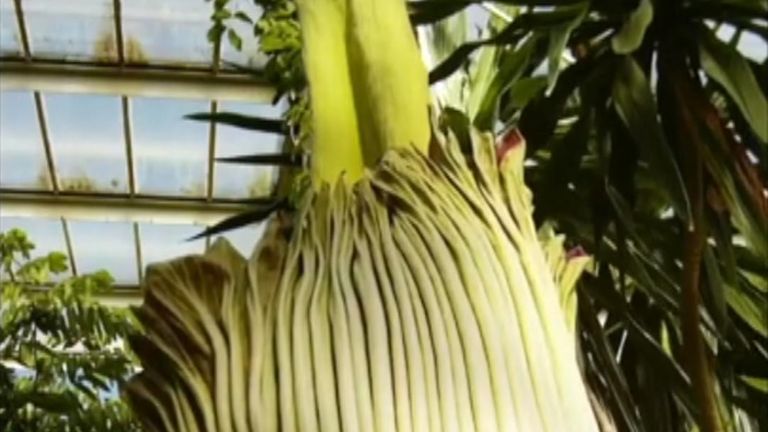 The Titan arum is a rare plant, only emerging once every two to three years. 