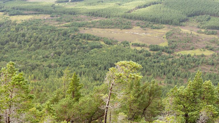Invereshie and Inshriach NNR in 2023. Pic: NatureScot